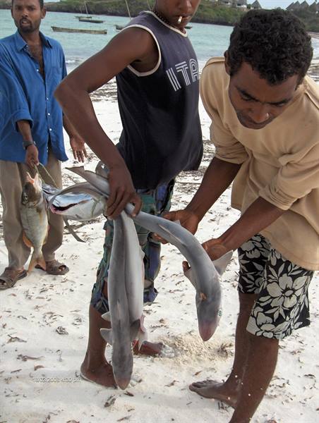 Fishermen show small sharks just caught on white sand, boats offshore