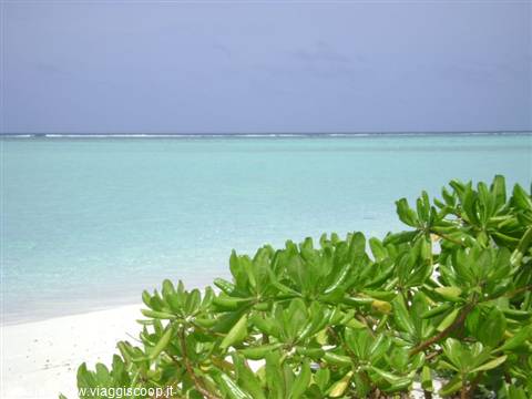 Green shrubs on white sand before a turquoise lagoon under cloudy sky