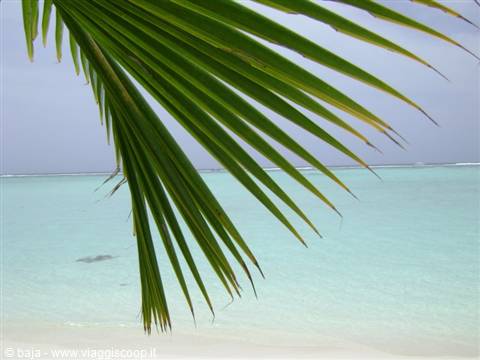 Green palm frond over turquoise lagoon and white sand beach