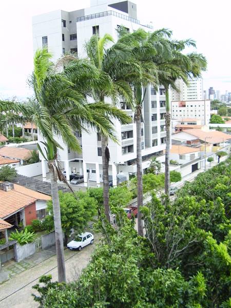 Tall palms in front of a white apartment building among red-roofed houses, cloudy day
