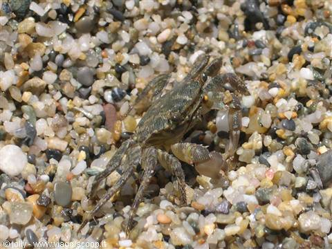... little crab ...