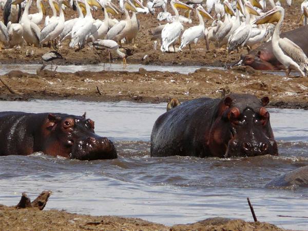 hippos, pelicans, storks