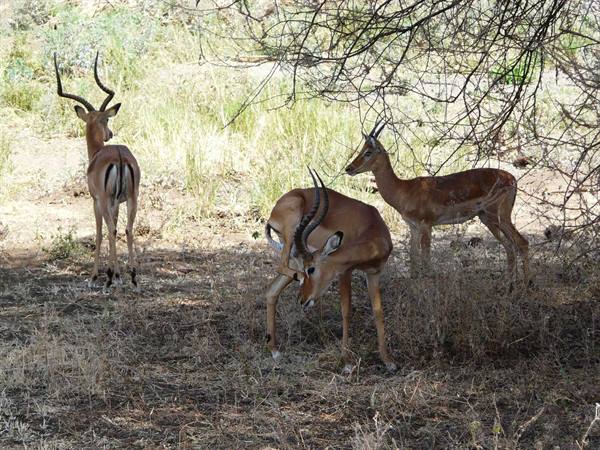 gazelles