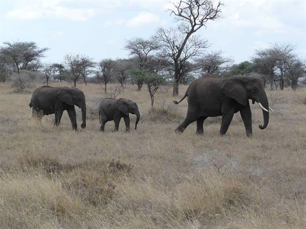 Elephant family