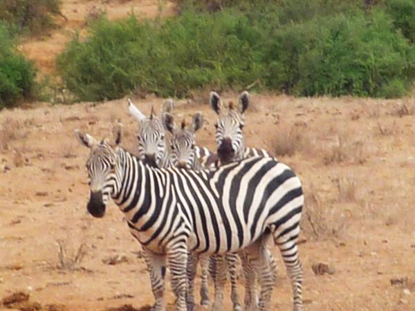 watchful eyes in Tsavo