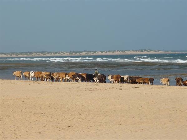 cattle drive along the beach of Mambrui