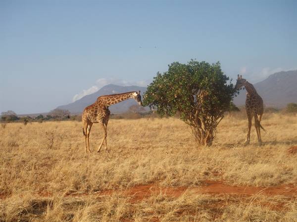 giraffe