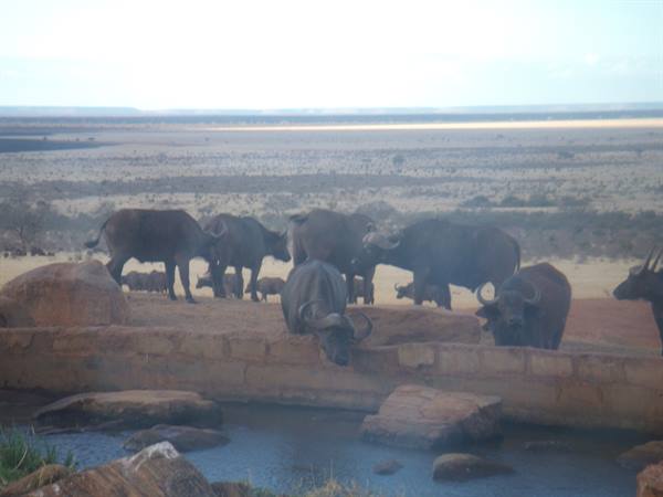 Buffaloes drinking at a Safari pool Tsavo East Kenya