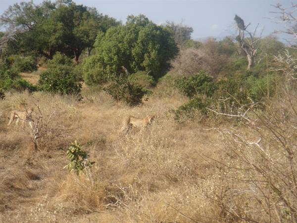 Two cheetahs move through dry grass and bushes in the savanna