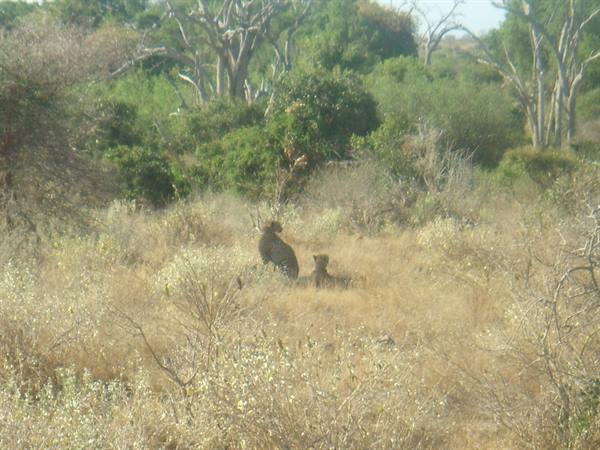 Baboons in dry savanna grass among bushes and bare trees