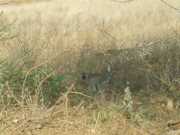 Vervet monkey among thorny bushes and dry savanna grass
