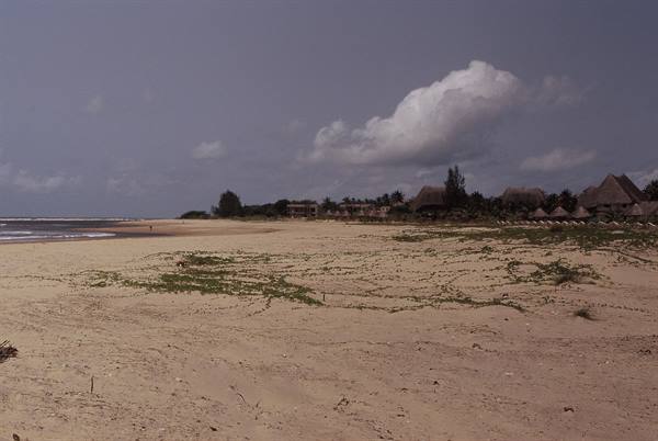 golden and immense beach