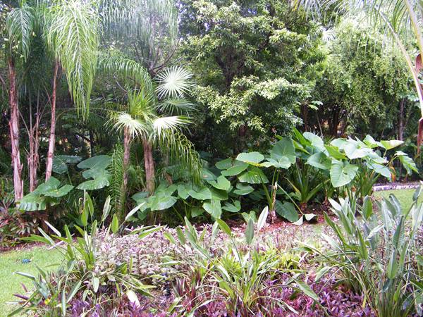 my jungle