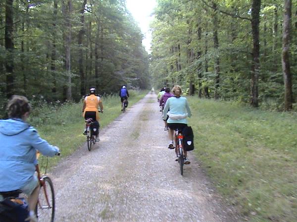 Cyclists riding on gravel path between tall trees, daylight filtering through