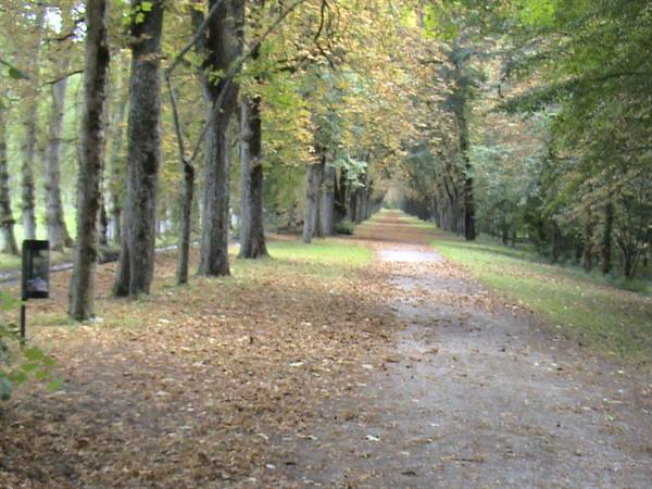 Tree-lined avenue in autumn with fallen leaves on the gravel path