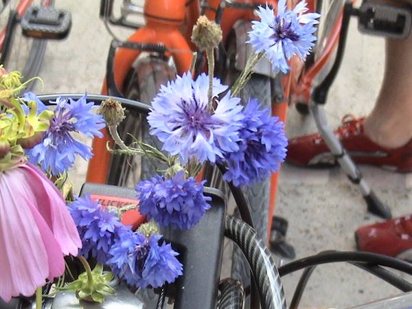 Blue cornflowers and a pink echinacea in an orange bicycle basket