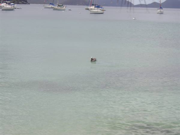 Pelican swims in turquoise water, sailboats anchored in the background
