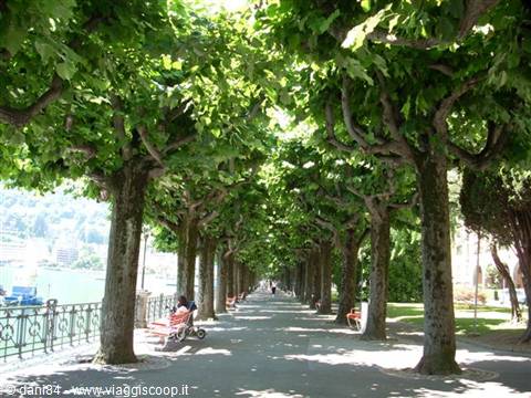 Tree-lined lakeside promenade with red benches and dappled sunlight