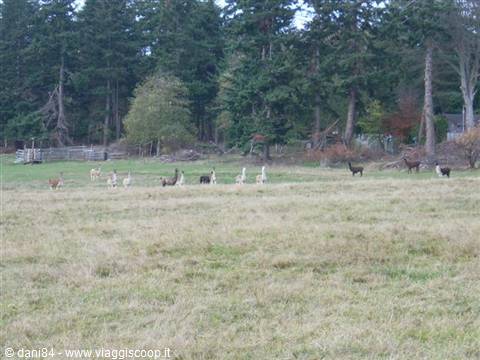 lummi island