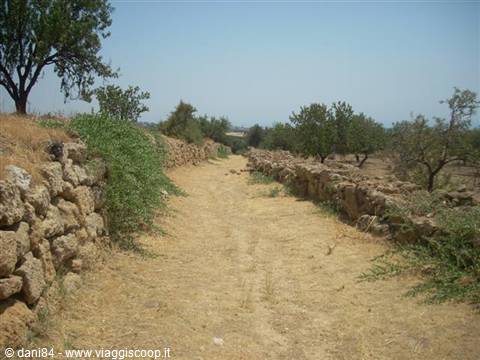 Dirt path between dry stone walls, trees and Mediterranean scrub