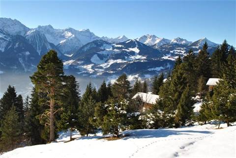Snowy peaks above firs and houses with snow-covered roofs, blue sky