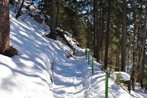 Snowy trail through firs, marked by green poles, sun and shadows