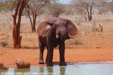 Elephant bathing at a waterhole surrounded by red sand and dry savanna trees