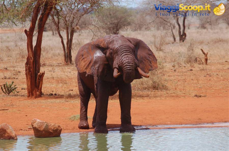 Elephant bathing at a waterhole surrounded by red sand and dry savanna trees