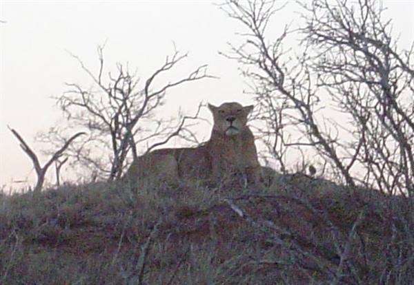 Lioness sitting among bare trees in dry savanna grass