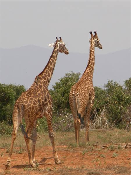 Two giraffes walking on red dirt among bushes, hazy mountains behind