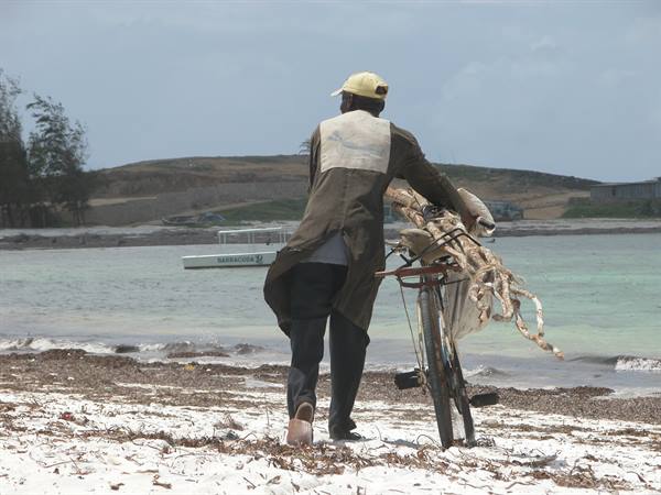 Fisherman in yellow cap pushes bicycle loaded with driftwood along the beach