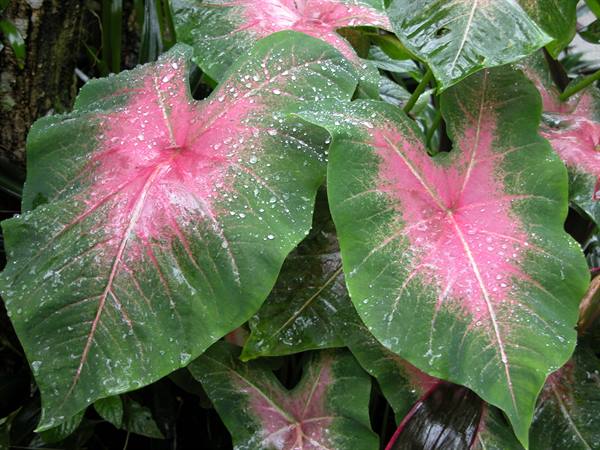 KUALA LUMPUR BOTANICAL GARDEN