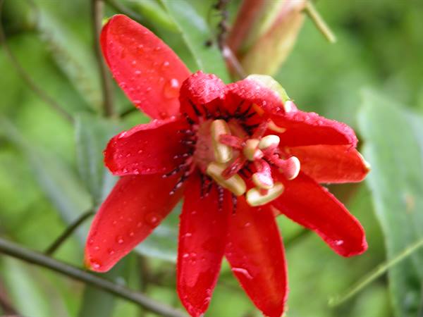 Red passionflower blossom covered in raindrops, against blurred green leaves
