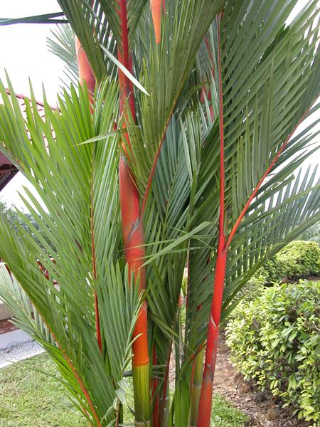 Red sealing wax palm with scarlet trunks and green fronds in a tropical garden