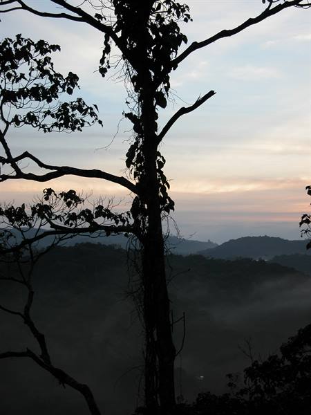 the fog in Cameron Highlands
