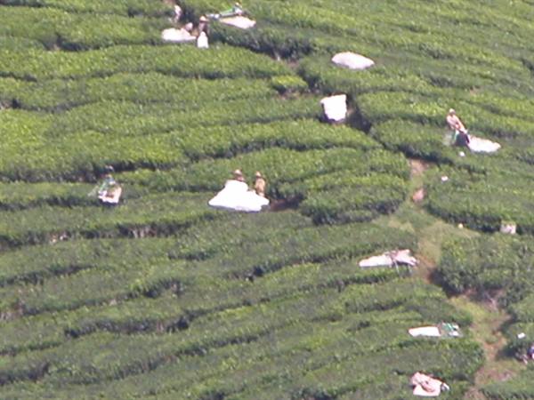 tea plantations
