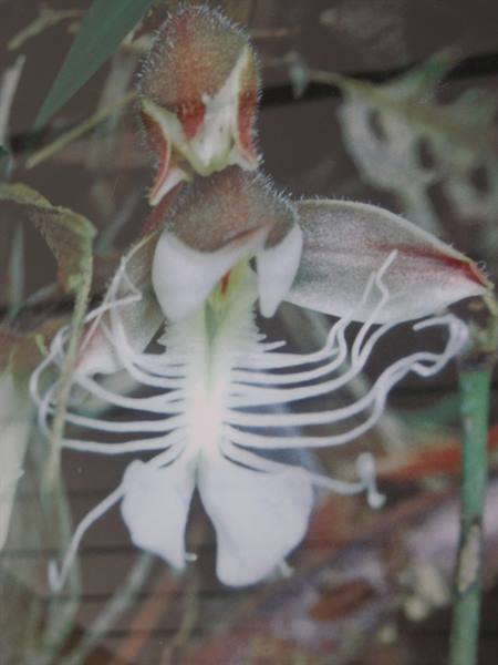 Orchid
