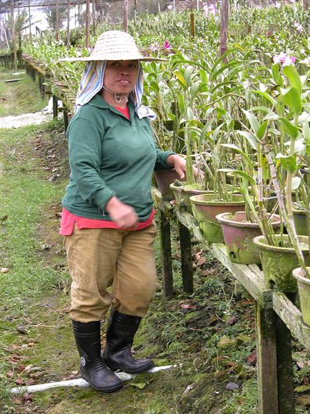 Orchid cultivation