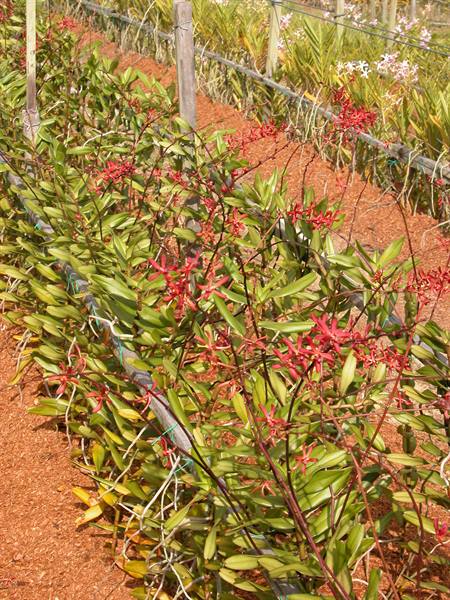 Orchid nursery with red flowers on reddish soil and wooden posts