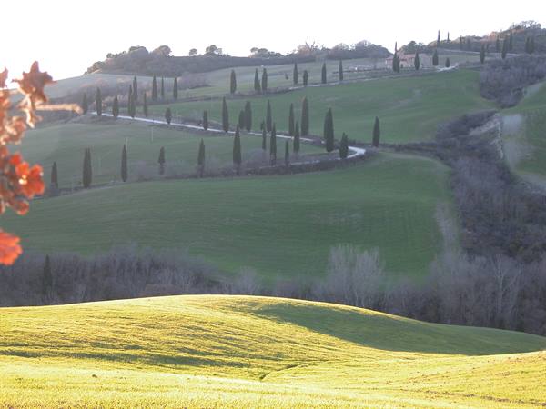 Winding road lined with cypresses crosses the green hills of Val d'Orcia