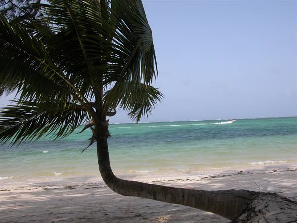 Curved palm tree on white sand beach, turquoise sea with a speeding boat