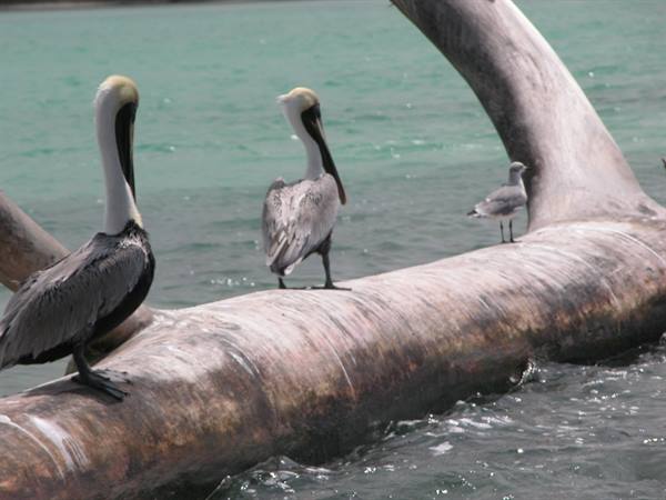 Pelicans