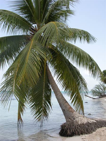 Leaning palm tree on sandy beach, exposed roots above turquoise water