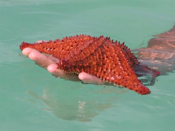 Spiny red starfish held by a hand in turquoise water