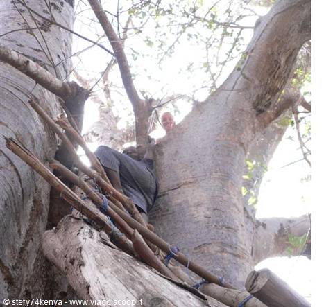 on the big Baobab