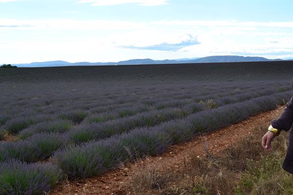 Finally Lavender!