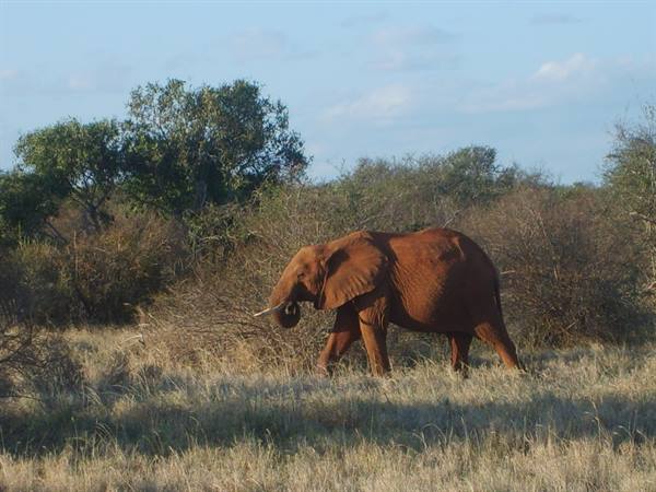 Red elephant walks through dry grass and bushes in the Tsavo savanna