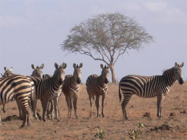 Herd of zebras standing on dry savanna near an acacia tree