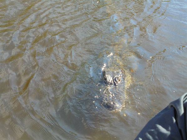 Alligator emerging from brown water, eyes and snout visible beside the boat