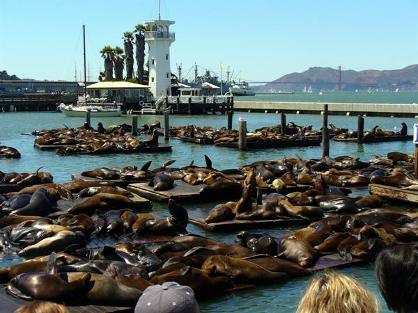 the sea lions of Pier 39